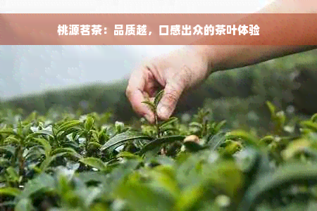 桃源茗茶：品质越，口感出众的茶叶体验