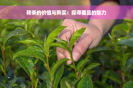 砖茶的价值与购买：探寻藏品的魅力