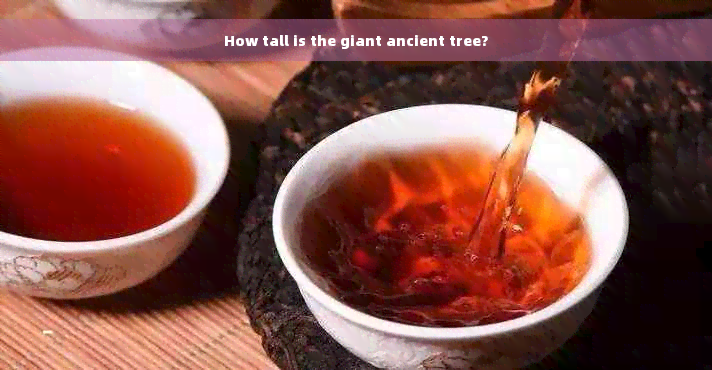 How tall is the giant ancient tree?