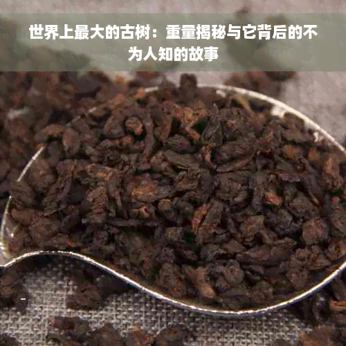 世界上更大的古树：重量揭秘与它背后的不为人知的故事