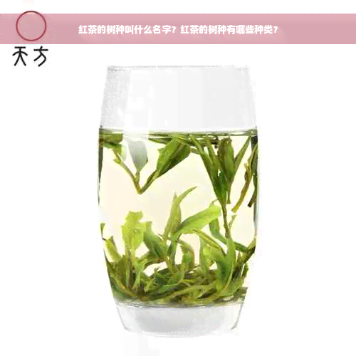 红茶的树种叫什么名字？红茶的树种有哪些种类？