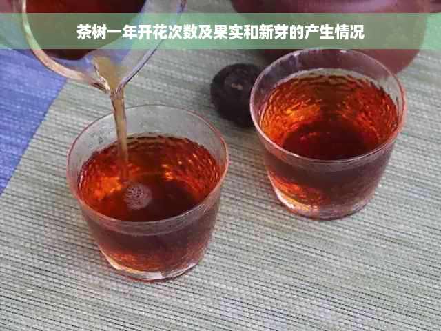 茶树一年开花次数及果实和新芽的产生情况