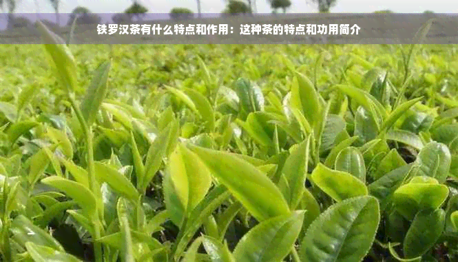 铁罗汉茶有什么特点和作用：这种茶的特点和功用简介