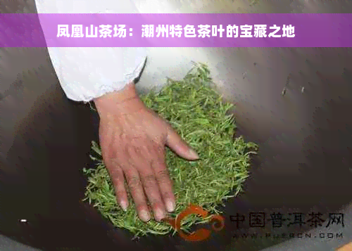 凤凰山茶场：潮州特色茶叶的宝藏之地