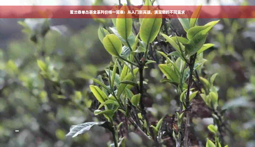 蜜兰香单丛茶全系列价格一览表：从入门到高端，满足您的不同需求