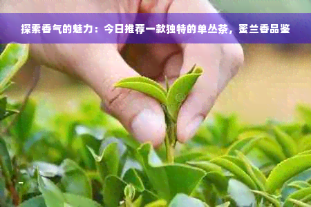 探索香气的魅力：今日推荐一款独特的单丛茶，蜜兰香品鉴