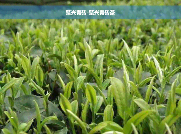 聚兴青砖-聚兴青砖茶