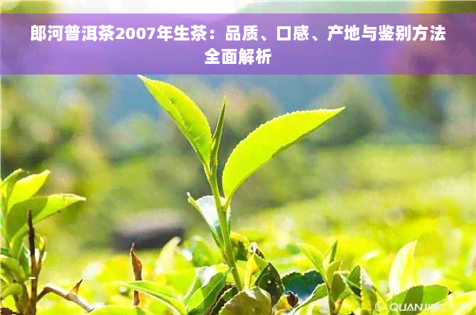 郎河普洱茶2007年生茶：品质、口感、产地与鉴别方法全面解析