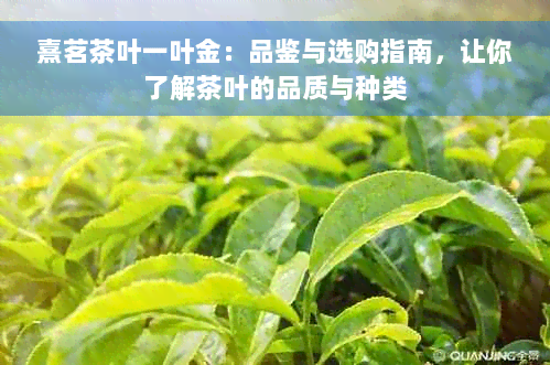 熹茗茶叶一叶金：品鉴与选购指南，让你了解茶叶的品质与种类