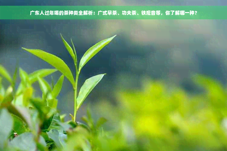 广东人过年喝的茶种类全解析：广式早茶、功夫茶、铁观音等，你了解哪一种？