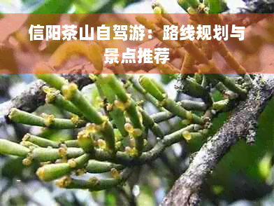 信阳茶山自驾游：路线规划与景点推荐