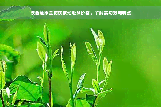 陕西泾水金花茯茶地址及价格，了解其功效与特点