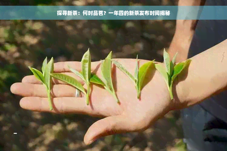 探寻新茶：何时品茗？一年四的新茶发布时间揭秘