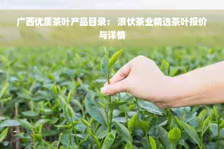 广西优质茶叶产品目录： 浪伏茶业精选茶叶报价与详情