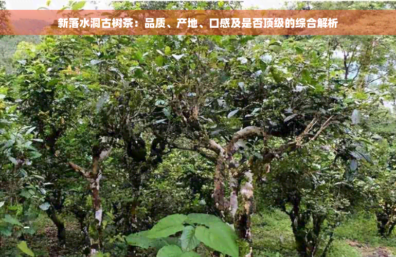 新落水洞古树茶：品质、产地、口感及是否顶级的综合解析