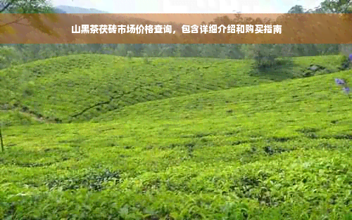 山黑茶茯砖市场价格查询，包含详细介绍和购买指南