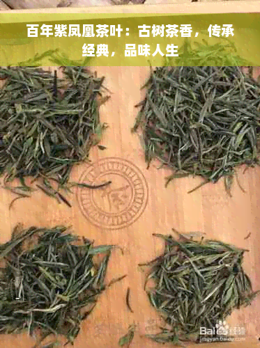 百年紫凤凰茶叶：古树茶香，传承经典，品味人生