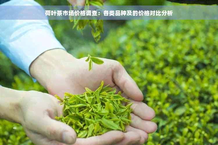 荷叶茶市场价格调查：各类品种及的价格对比分析