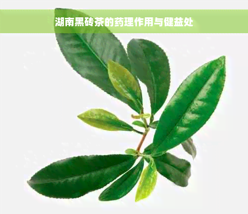 湖南黑砖茶的药理作用与健益处