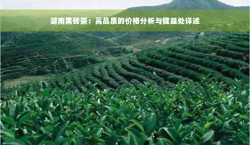 湖南黑砖茶：高品质的价格分析与健益处详述