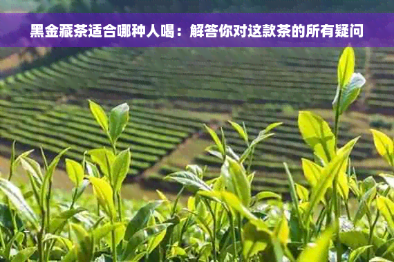 黑金藏茶适合哪种人喝：解答你对这款茶的所有疑问