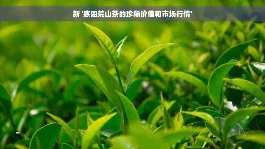 新 '感恩荒山茶的珍稀价值和市场行情'