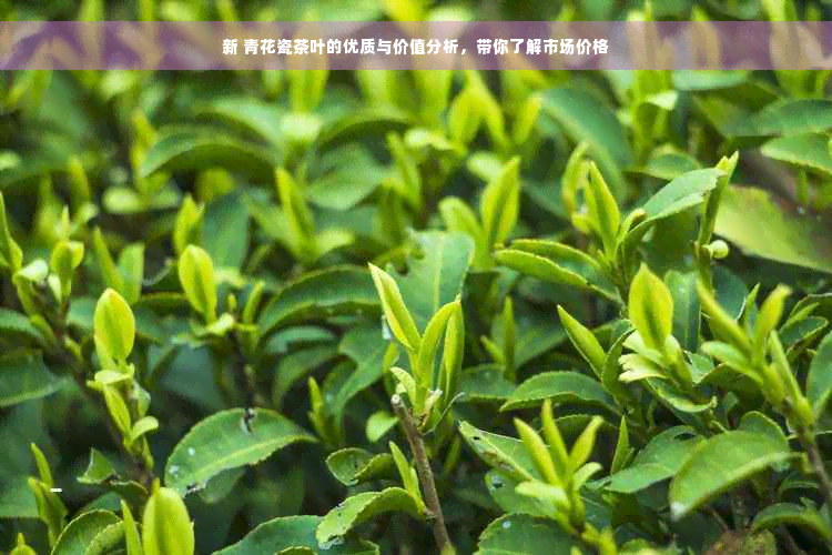 新 青花瓷茶叶的优质与价值分析，带你了解市场价格