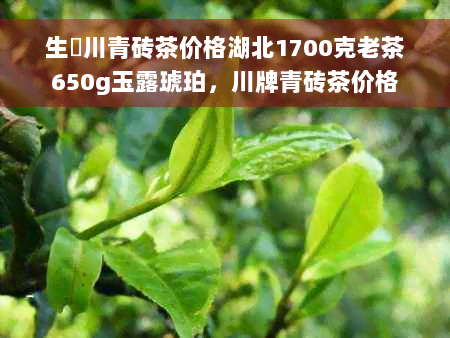 生甡川青砖茶价格湖北1700克老茶650g玉露琥珀，川牌青砖茶价格