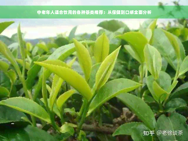 中老年人适合饮用的各种茶类推荐：从保健到口感全面分析