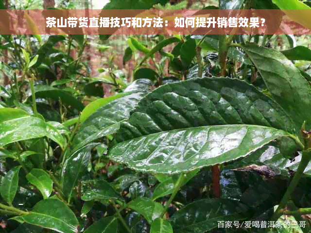 茶山带货直播技巧和方法：如何提升销售效果？