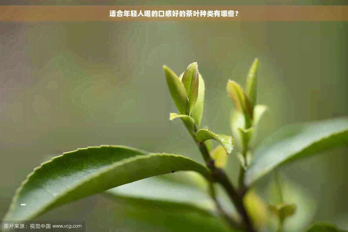 适合年轻人喝的口感好的茶叶种类有哪些？