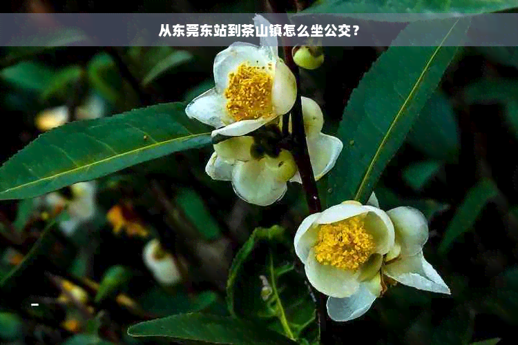 从东莞东站到茶山镇怎么坐公交？