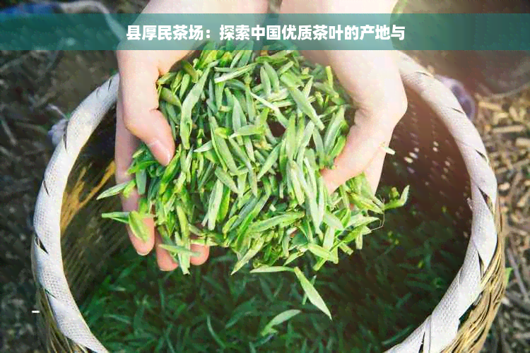 县厚民茶场：探索中国优质茶叶的产地与