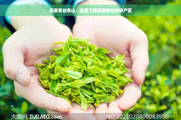 探索景谷茶山：全面了解云南著名的茶产区