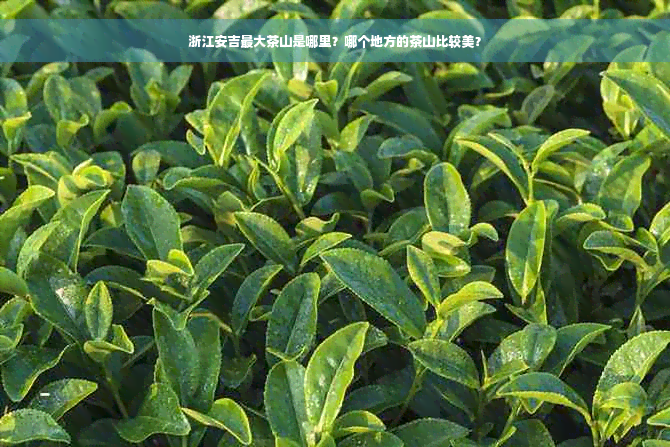 浙江安吉更大茶山是哪里？哪个地方的茶山比较美？