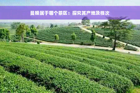 曼糯属于哪个茶区：探究其产地及档次