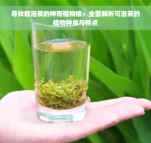 寻找能泡茶的神奇植物根：全面解析可泡茶的植物种类与特点