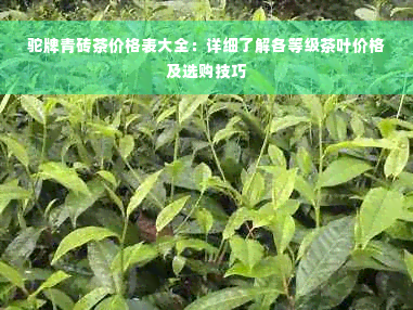 驼牌青砖茶价格表大全：详细了解各等级茶叶价格及选购技巧