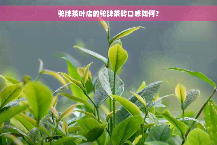 驼牌茶叶店的驼牌茶砖口感如何？