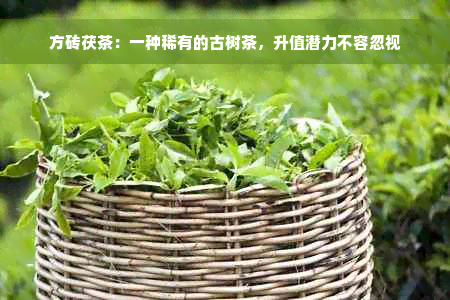 方砖茯茶：一种稀有的古树茶，升值潜力不容忽视