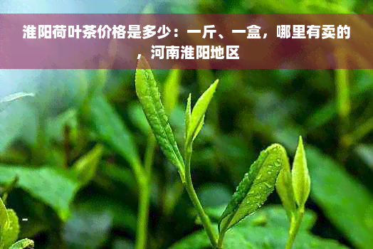 淮阳荷叶茶价格是多少：一斤、一盒，哪里有卖的，河南淮阳地区