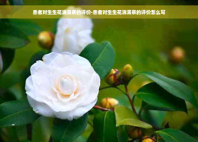 患者对生生花消渴茶的评价-患者对生生花消渴茶的评价怎么写