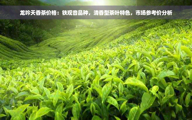 龙吟天香茶价格：铁观音品种，清香型茶叶特色，市场参考价分析