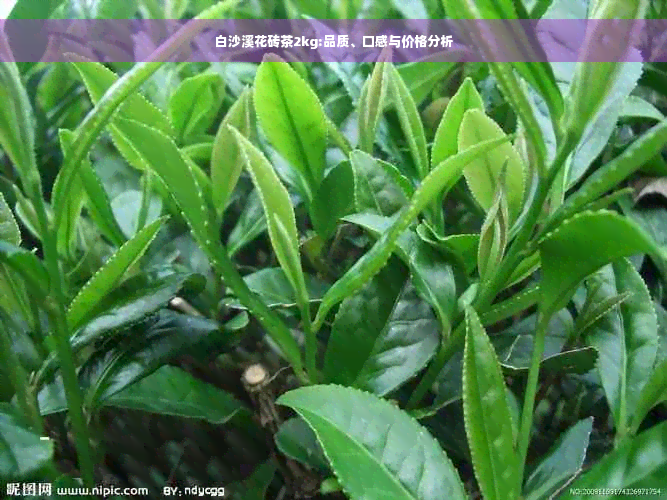 白沙溪花砖茶2kg:品质、口感与价格分析