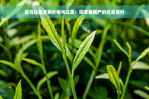 喜马拉雅圣茶价格与品质：探索墨脱产的优质茶叶