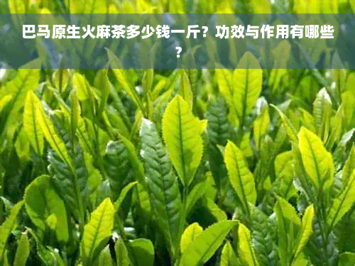 巴马原生火麻茶多少钱一斤？功效与作用有哪些？