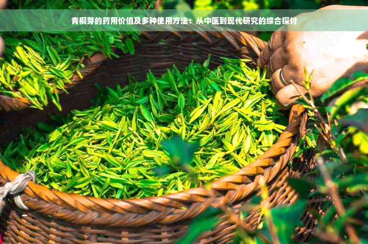 青桐芽的药用价值及多种使用方法：从中医到现代研究的综合探讨