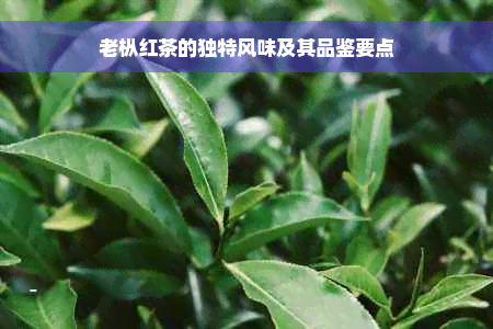 老枞红茶的独特风味及其品鉴要点