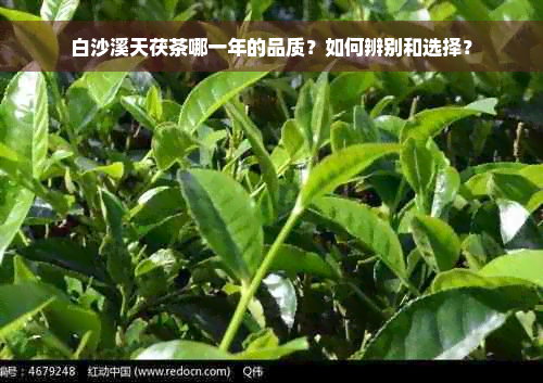 白沙溪天茯茶哪一年的品质？如何辨别和选择？