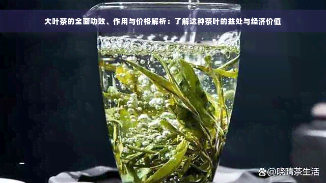 大叶茶的全面功效、作用与价格解析：了解这种茶叶的益处与经济价值